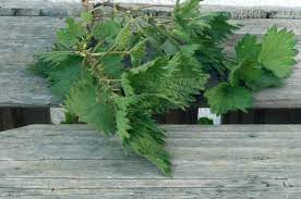 brennesselwasser naturliche aufbaupflege fur dein haar kos mish diy kosmetik sets haare haare pflegen brennessel tee