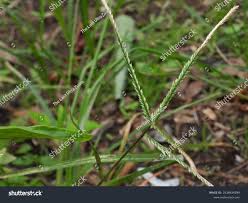 Image result for Eustachys paspaloides