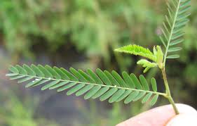 Image result for Aeschynomene indica