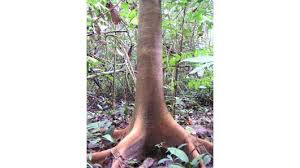 Image result for Parkia