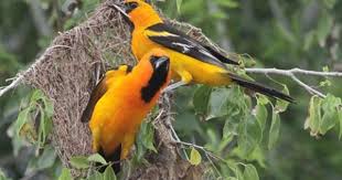 Birds Of The Air Love Is In The Air As The Bird Of The Week Is The Altamira Oriole Orioles Build A Nest Every Year In The Same Spot This Particular Species Also Mate