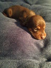 These are some of our past puppies. Dachshund Puppies For Sale Alabama