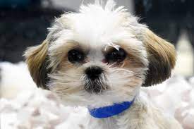Free delivery available with purchase of a puppy and their supplies within 100 mile radius of our store. Minnesota S Last Pet Store Selling Puppies Is Thriving Despite Pandemic Protests Twin Cities