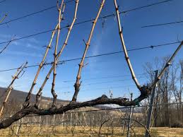 Image result for grape pruning