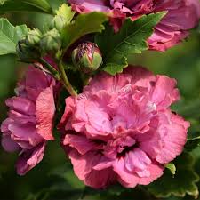 Image result for Hibiscus syriacus Violet Clair Double