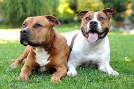 American staffordshire terrier and staffordshire bull terrier