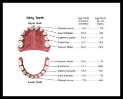 tooth eruption tooth loss chart toddler baby kids baby