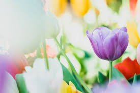 If you were really lucky you might even be able to find geissorhiza radians an amazing bulb that flowers mid season (rare in australia). How To Grow Spring Flowering Bulbs Eden At Byron