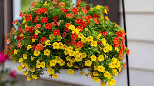 Image result for foto Million Bells