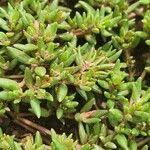 Image result for Portulaca foliosa