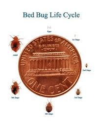 What Kills Bed Bugs Tips For Getting Rid Of Bed Bugs