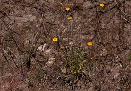 Image result for Emilia brachycephala