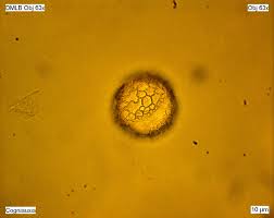 Image result for Cogniauxia