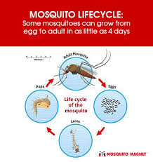 Then, five to seven more days for the larvae to hatch into pupae. Mosquito Facts All About Mosquitoes