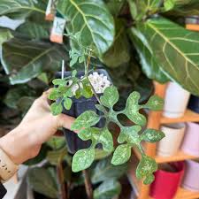 Image result for Adenia