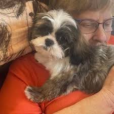 25 cute Shih Tzu puppies for sale in Wesley Chapel, Florida