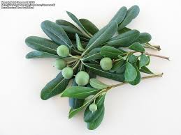 Bring your designs to life with branding, web, mobile, and print mockups in various styles. Plantfiles Pictures Pittosporum Species Cheesewood Japanese Mock Orange Pittosporum Tobira By Xenomorf