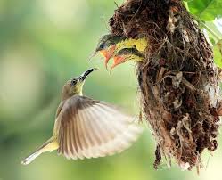 Different Birds With Their Nests 17 Photos Of Adorable Chicks In Nests Pet Birds Beautiful Birds Birds