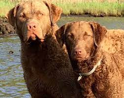 Chesapeake Bay Retriever Puppy For Sale In Egg Harbor City Nj Adn 25649 On Puppyfinder Com Chesapeake Bay Retriever Puppy Chesapeake Bay Retriever Retriever