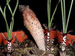 Image result for Gethyllis