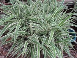 Image result for Dianella