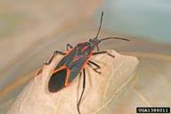 Check spelling or type a new query. Boxelder Bug Nys Dept Of Environmental Conservation