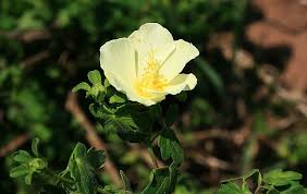 Image result for Pavonia clathrata