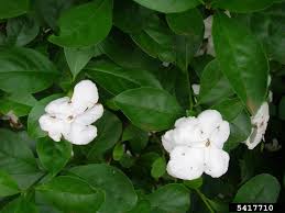 Image result for Brunfelsia australis
