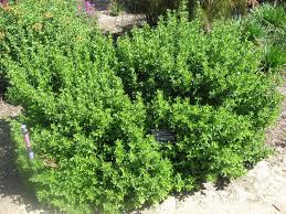 Image result for Salvia stenophylla