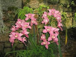 Ha.ni lah bunga orkid yang diceritakan di dalam filem ni.'blood orchid'. Orkid Di Mana Ia Tumbuh 314167 Info