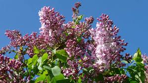May 04, 2021 · how to care for lilacs method 1 of 4: How To Care For A Lilac Tree The Complete Guide Pyracantha Co Uk