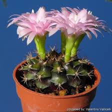 Image result for Gymnocalycium