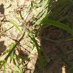 Image result for Digitaria milanjiana