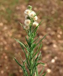 Image result for Erigeron bonariensis