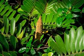 Image result for Zamiaceae