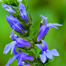 Image result for Lobelia minutula
