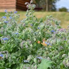 Image result for Borago