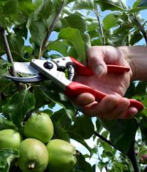 Dec 24, 2020 · to prune apple trees, wait until spring and early summer. How To Prune Fruit Trees Frank P Matthews