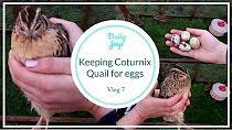 Feed With Turkey Starter Then Grower Pellets At Least 25 To 28 Protein They Require Higher Protein Than Chickens You Ca Quail Raising Quail Tropical Birds