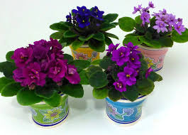 Minis feature a basal leaf rosette that is only 3 to 6 inches in diameter, making them perfect for limited growing space, terrariums and other special situations. Buyafricanviolets Com Miniature African Violets