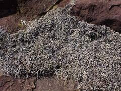 Image result for Selaginella dregei