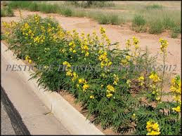 Image result for Senna hirsuta