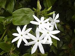 Image result for Jasminum breviflorum