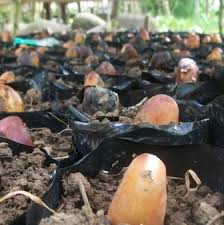 Jom belajar cara tanam pokok durian dengan teknik yang betul dan mudah. 13 Cara Menanam Durian Dari Biji Biar Cepat Berbuah