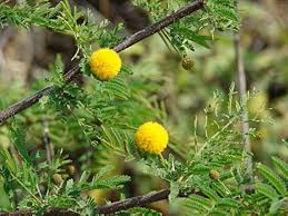Image result for Acacia hockii