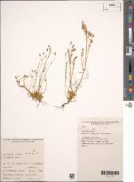 Image result for Sebaea