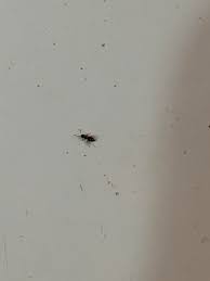 The kitchen can be a challenging place to get rid of ants since there are so many sources of food. Rover Ants In Kitchen Been Going On For A Few Years They Never Bite Pest Service Wasn T Much Help Really Tiny Ants Pestcontrol