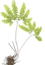 Image result for Adiantum