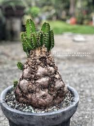 Image result for Euphorbia mlanjeana