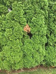 Image result for thuja drying out dead dried symptoms)